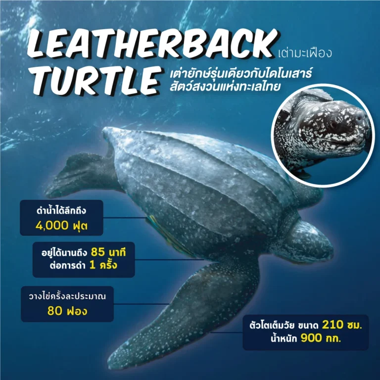 เต่ามะเฟือง (Leatherback Turtle) เต่ายักษ์รุ่นเดียวกับไดโนเสาร์