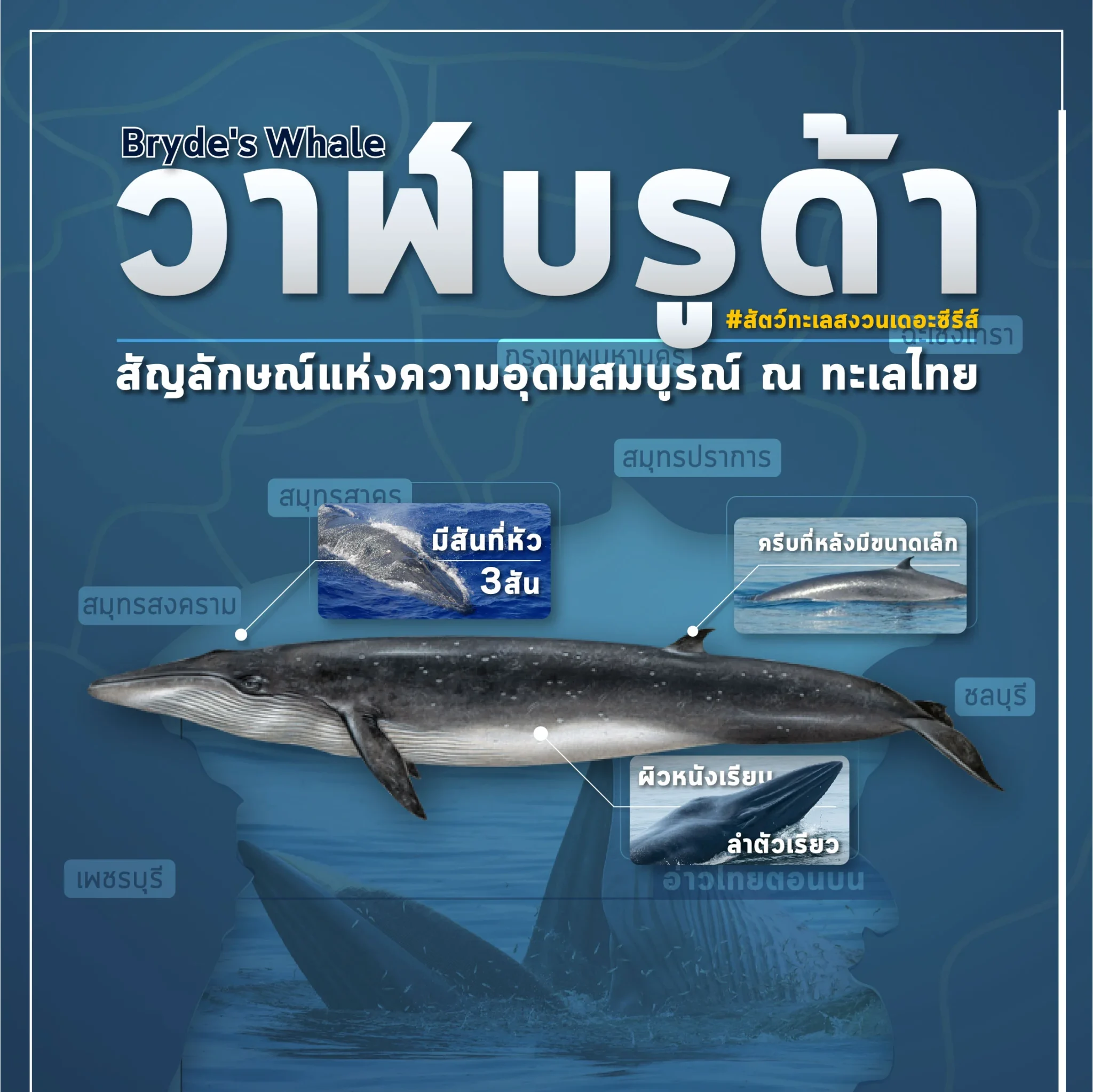 ‘วาฬบรูด้า’ สัญลักษณ์ความอุดมสมบูรณ์ท้องทะเลไทย