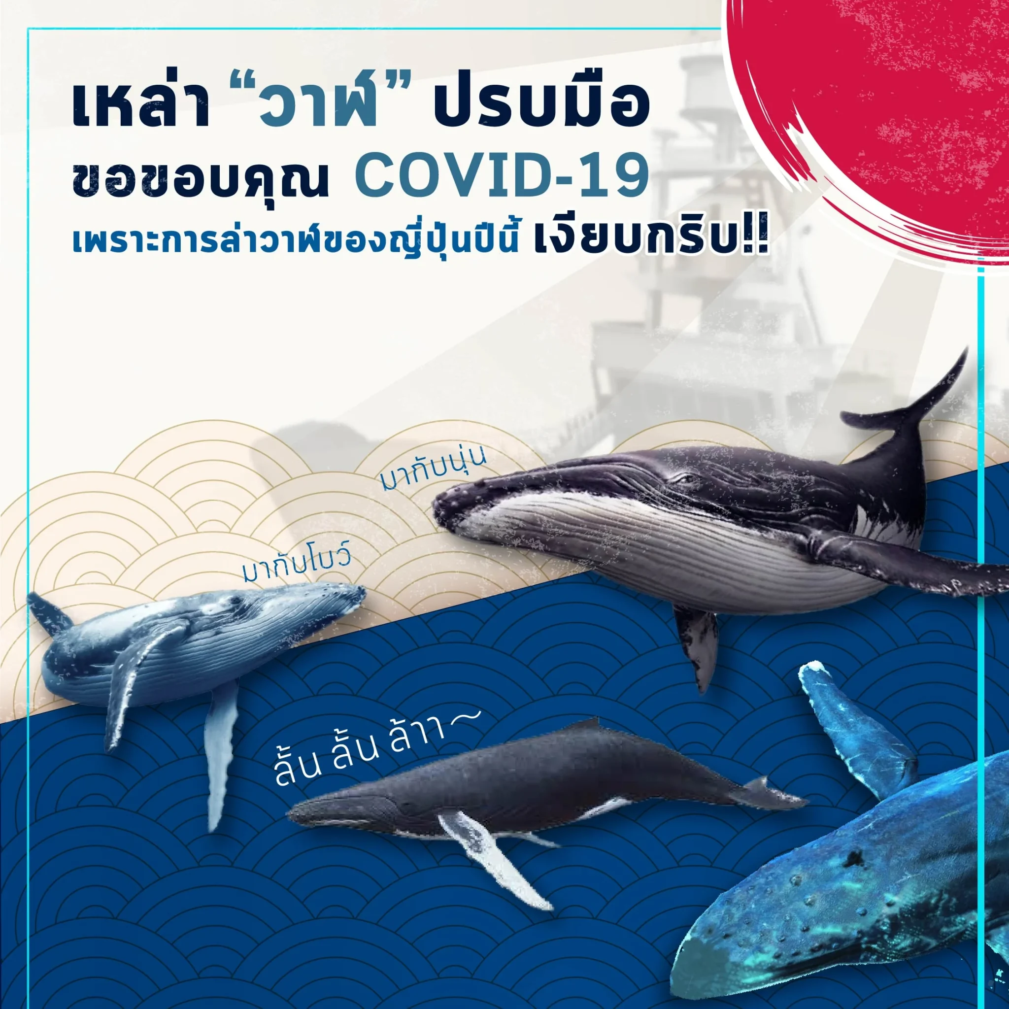 เหล่า “วาฬ” ขอขอบคุณ COVID-19 เพราะล่าวาฬของญี่ปุ่นปีนี้ เงียบกริบ!!